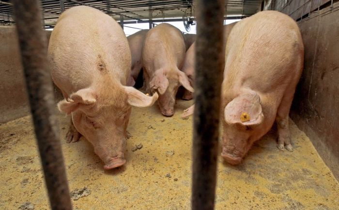 &quot;Baltic Pork&quot;: Cūkkopības uzņēmumiem šis gads būs izaicinājumu pilns