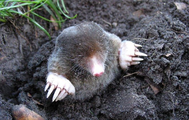 Laikam neviens cits no mūsu “kaimiņiem” dārzā vai zālājā nav izpelnījies tik pretrunīgus vērtējumus kā enerģiskais racējs kurmis. Foto – arhīvs un “Ozo Golf Club”