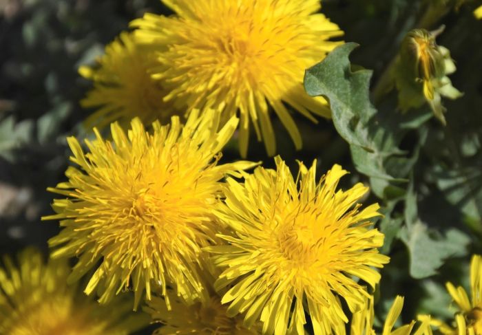 Foto – pixabay.com