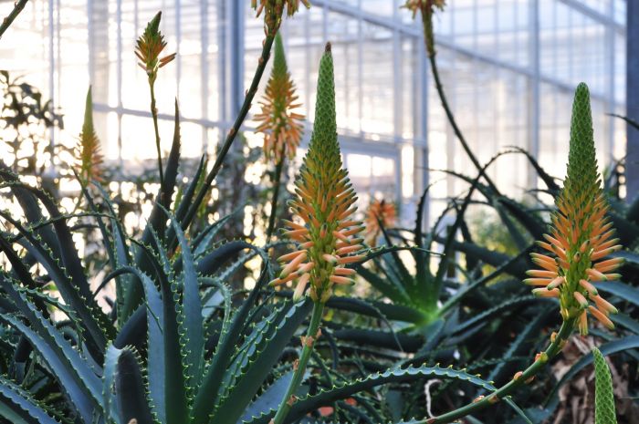 Attēls rakstam: Nacionālais botāniskais dārzs 70. jubilejas gadu ieskandinās ar sukulentu noslēpumiem