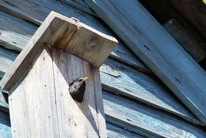 Ja rudenī būrīšus izlikt nav iespējams, tie jāizliek pēc iespējas agri pavasarī – martā, aprīļa sākumā. Foto - lob.lv, arhīvs