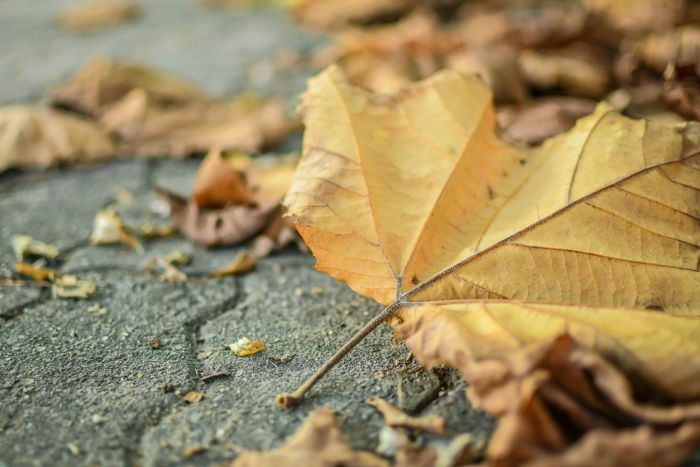 Attēls rakstam: Jūrmalnieki akcijā nodevuši 1779 tonnas rudens lapu