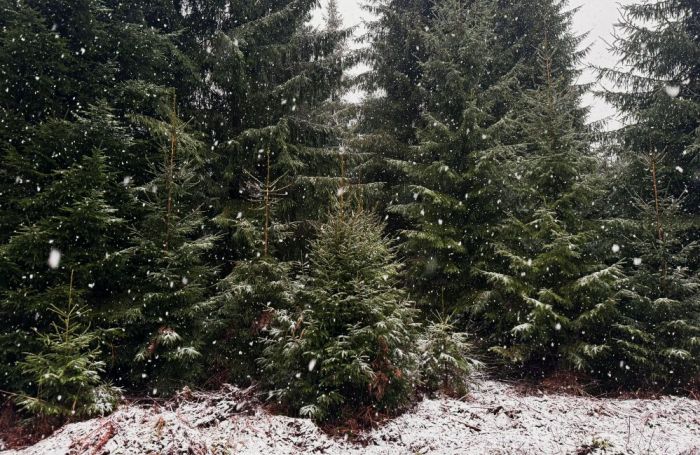 Foto - publicitātes