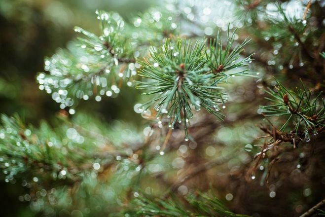 Foto - www.pexels.com