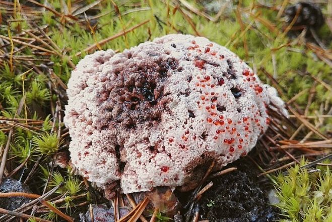 Foto – Diāna Meiere, Latvijas Mikologu biedrība