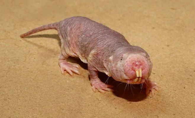 Kailā kurmjžurka. Foto - publicitātes