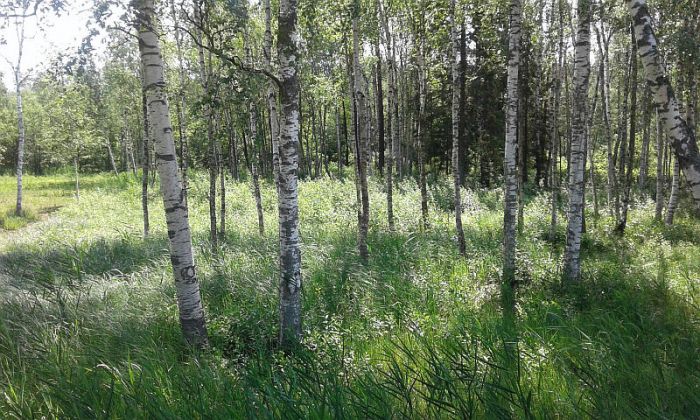 Foto - arhīvs