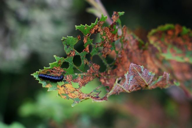 Alkšņu lapgraužu kāpurs. Foto – Valsts meža dienests