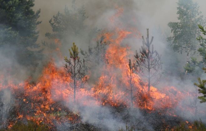 Foto - Valsts meža dienests