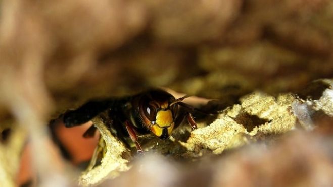 Aptauja Stopiņos. Kā tiekat galā ar pieaugošu dažādu kukaiņu aktivitāti?