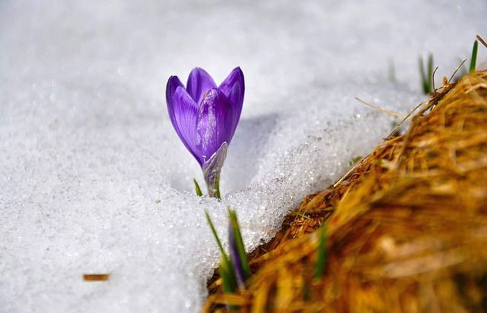 Foto - pixabay.com