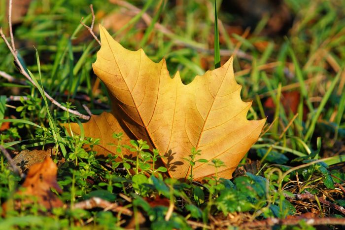 Foto – pixabay.com