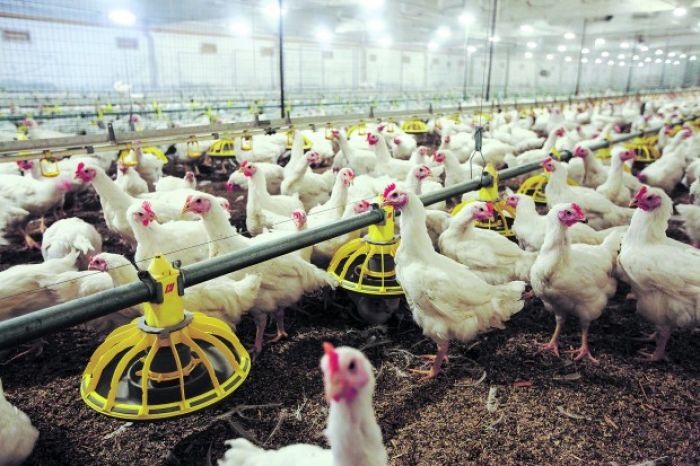 Lielākais starp lopkopības un putnkopības uzņēmumiem – putnu fabrika "Ķekava"
