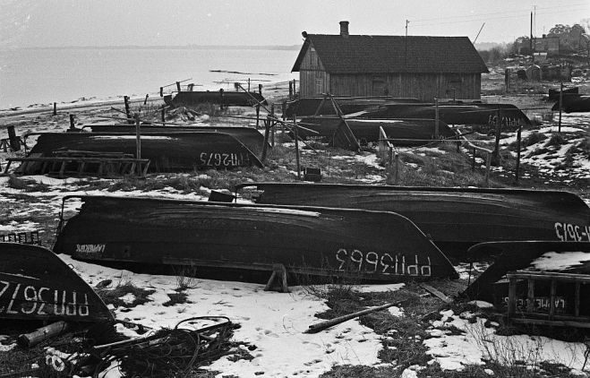 Pavasaros pa taimiņam ieskrien piekrastnieku tīklos, lai gan aukstās ziemās populārāka ir zemledus zveja līcī. Foto – Valdis Brauns