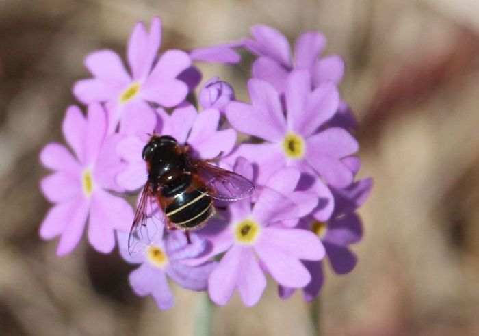 Foto - Latvijas Entomoloģijas biedrība