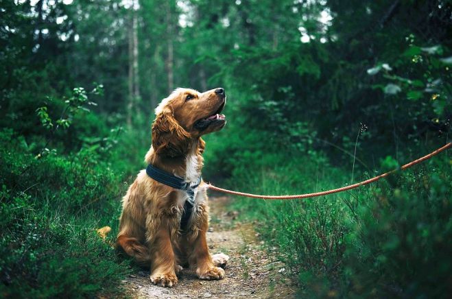 Foto – www.pexels.com