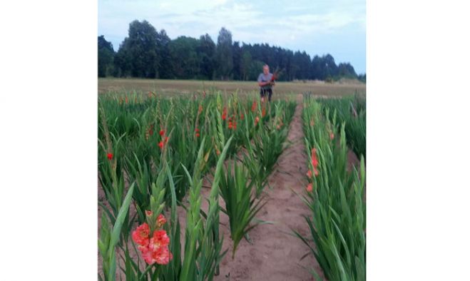 Gladiolu vēsture ir tūkstošiem gadu sena, un tulkojumā no latīņu valodas gladiolus nozīmē ‘zobens’. Latvijā pašlaik audzē vairāk nekā 150 šķirņu gladiolas.