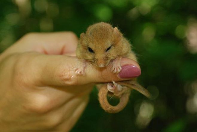 Foto - www.daba.gov.lv