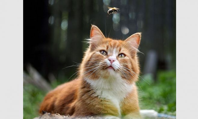 Foto – bigstockphoto.com