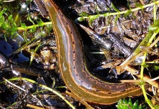 Foto - Latvijas Entomoloģijas biedrība