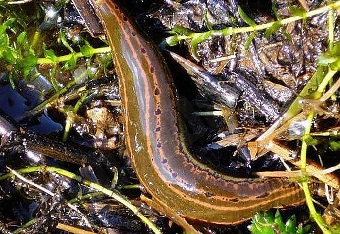 Foto - Latvijas Entomoloģijas biedrība