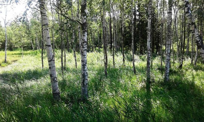 Foto - arhīvs