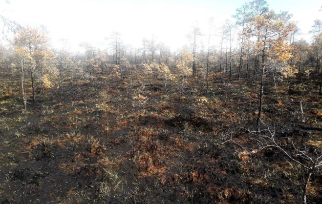 Foto - Valsts meža dienests
