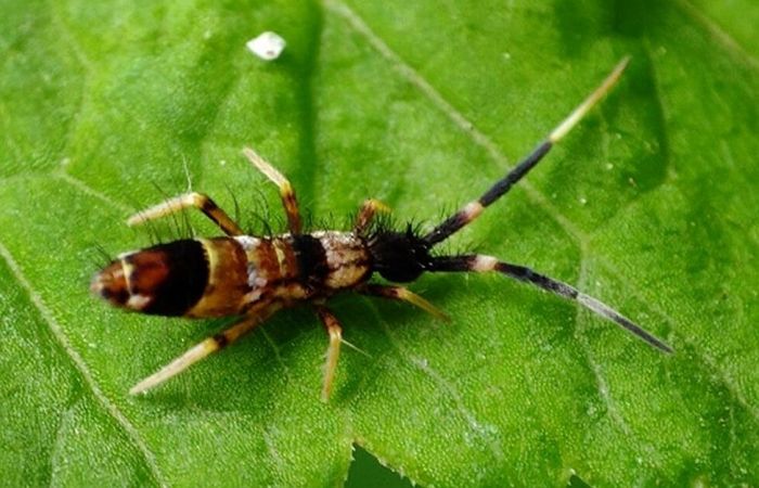 Foto – Arturs Bilerts, entomologi.lv