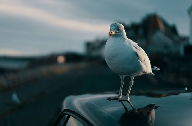 Foto - publicitātes