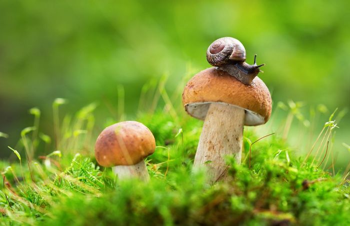 Foto - publicitātes