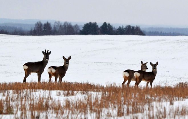 Foto - Valsts meža dienests
