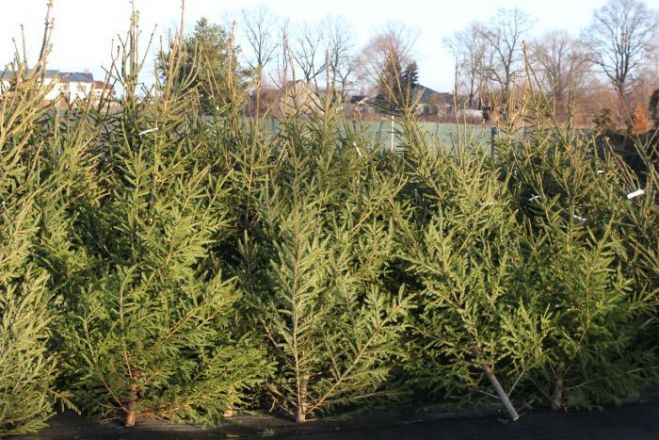 "Eco Baltia grupas" uzņēmumi nodrošinās vairākas iespējas eglīšu izvešanai