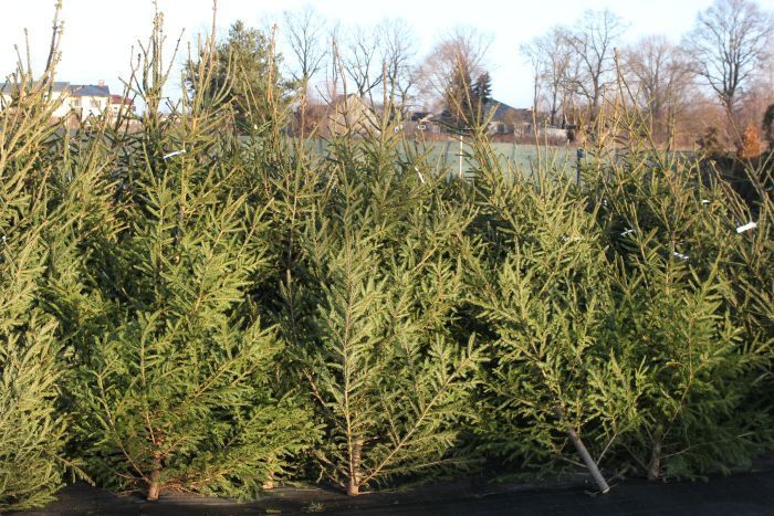 "Eco Baltia grupas" uzņēmumi nodrošinās vairākas iespējas eglīšu izvešanai