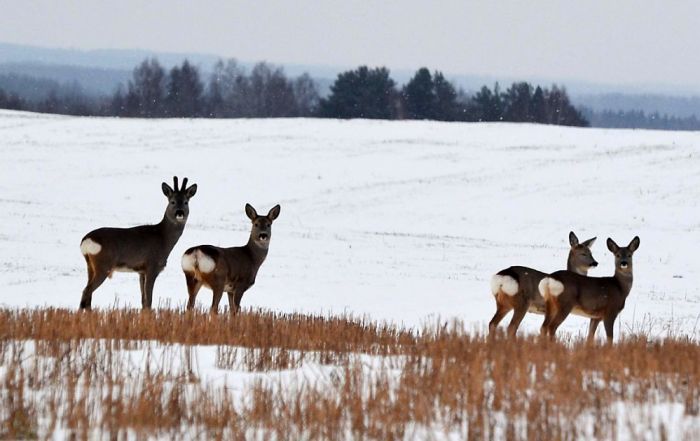 Foto - Valsts meža dienests