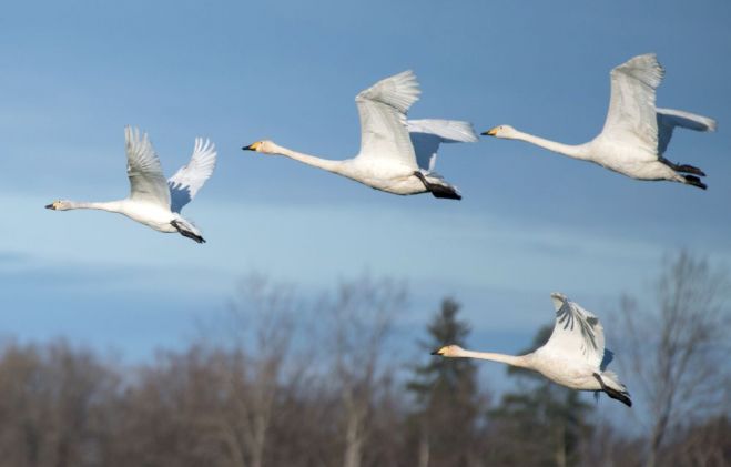 Foto – Rolands Linejs