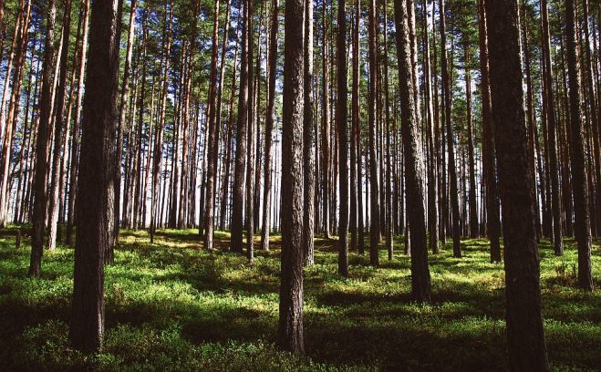 Attēlam ir ilustratīva nozīme. Foto - pexels.com