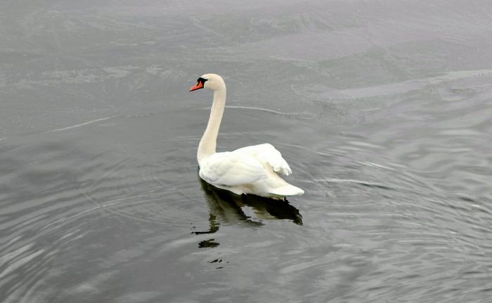 Attēls rakstam: Augsti patogēnā putnu gripa konstatēta pieciem mirušiem gulbjiem, arī vienam Ķekavas novadā