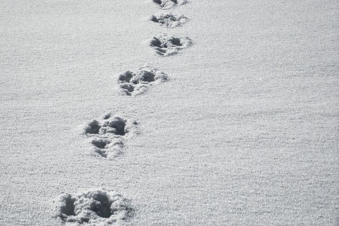 21.II Darbnīca "Ziemas dabas klusums: koku silueti un pēdas sniegā" Piņķos