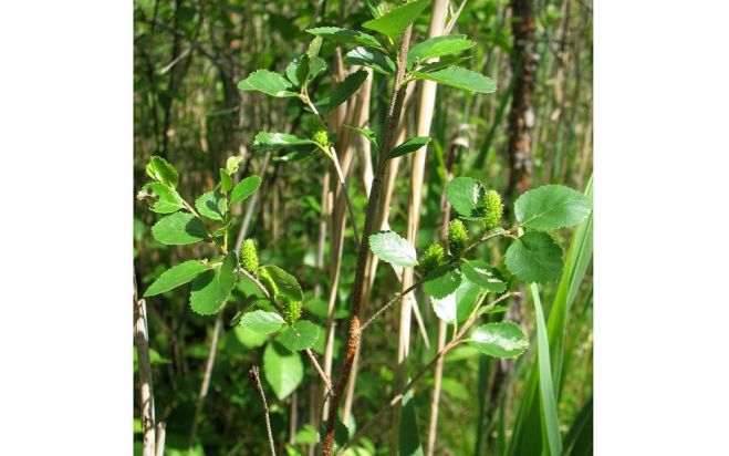 Foto - Linda Strode, dendrologiem.lv