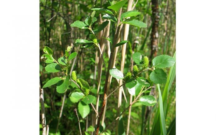 Foto - Linda Strode, dendrologiem.lv