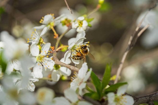Foto - www.pexels.com
