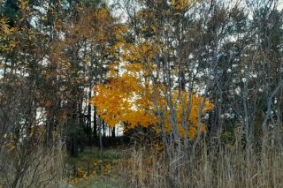 Latvijā gaidāma mākoņaina un silta nedēļa