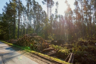 Valsts meža dienests pārbauda mežistrādi Jūrmalas pašvaldības mežos