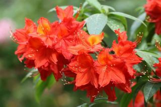 Rododendru audzētava "Babīte" reģistrējusi piecas jaunas rododendru šķirnes