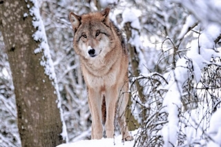 Noslēgusies vilku medību sezona