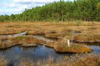 Dabas aizsardzības pārvalde atjaunojamajos purvos uzsāk hidroloģisko monitoringu