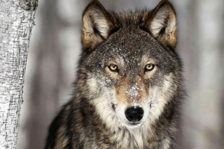 Ādažos, iespējams, redzēts vilks