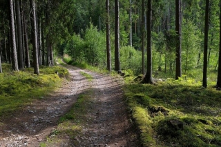 Siguldā nākamnedēļ notiks ikgadējā Mežsaimniecības konference