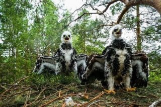 LVM: Valsts mežos pērn fiksēts vairāk retu sugu atradņu nekā gadu iepriekš