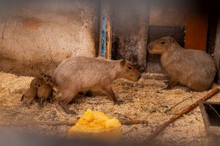 Šoruden Rīgas zooloģiskā dārza kapibarām piedzimuši pieci mazuļi